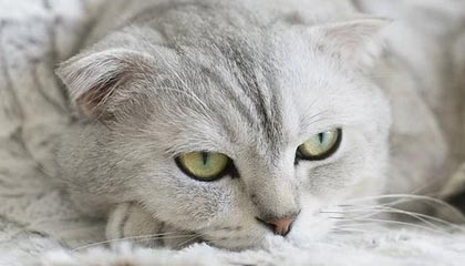 开云体育下载-纳赛尔勉励德罗：最重要的是努力训练，把全部精力放在足球上